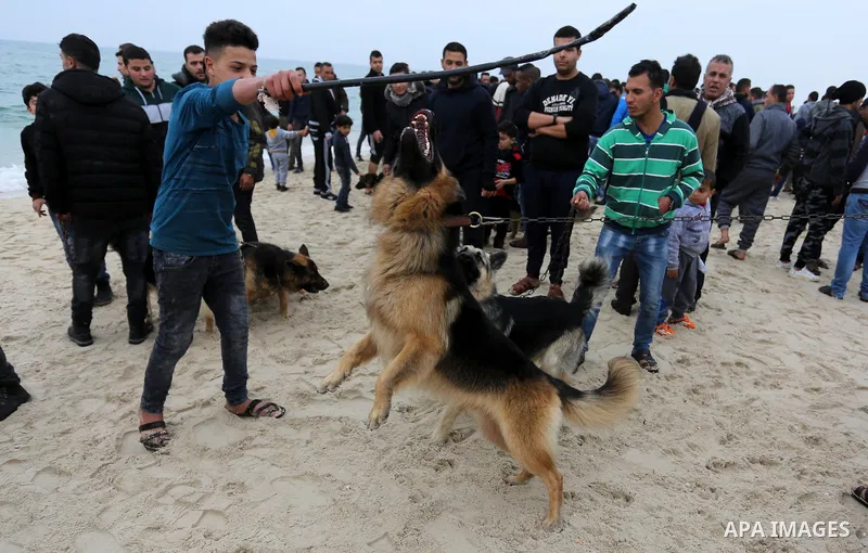 Palestinians take part during dogs show organised by local breeders in Rafah in the southern Gaza Strip February 9, 2018. Photo by Ashraf Amra