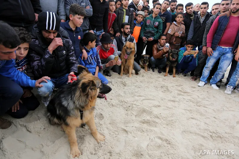Palestinians take part during dogs show organised by local breeders in Rafah in the southern Gaza Strip February 9, 2018. Photo by Ashraf Amra