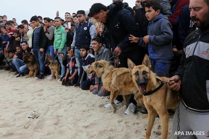 Palestinians take part during dogs show organised by local breeders in Rafah in the southern Gaza Strip February 9, 2018. Photo by Ashraf Amra