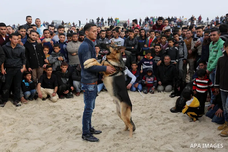 Palestinians take part during dogs show organised by local breeders in Rafah in the southern Gaza Strip February 9, 2018. Photo by Ashraf Amra
