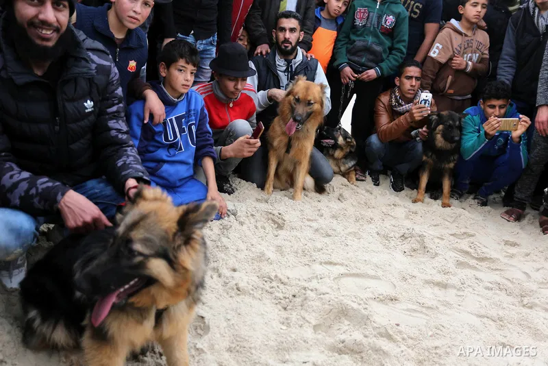 Palestinians take part during dogs show organised by local breeders in Rafah in the southern Gaza Strip February 9, 2018. Photo by Ashraf Amra