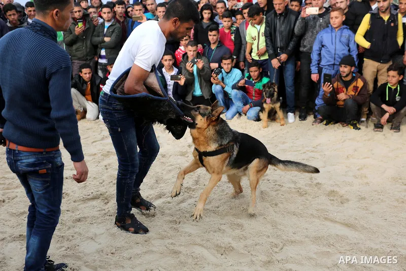 A Palestinian man fights with a dog during dogs show organised by local breeders in Rafah in the southern Gaza Strip February 9, 2018. Photo by Ashraf Amra