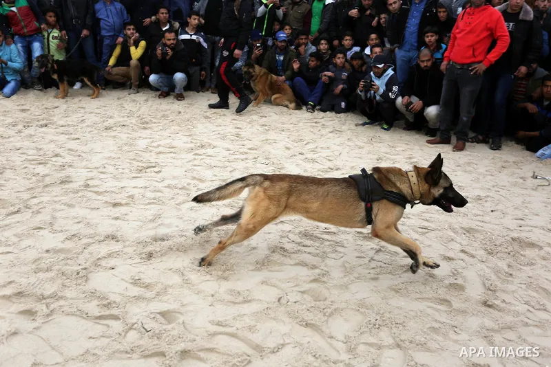 Palestinians take part during dogs show organised by local breeders in Rafah in the southern Gaza Strip February 9, 2018. Photo by Ashraf Amra