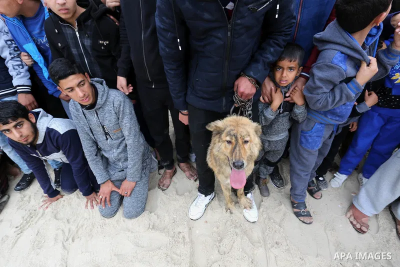 Palestinians take part during dogs show organised by local breeders in Rafah in the southern Gaza Strip February 9, 2018. Photo by Ashraf Amra