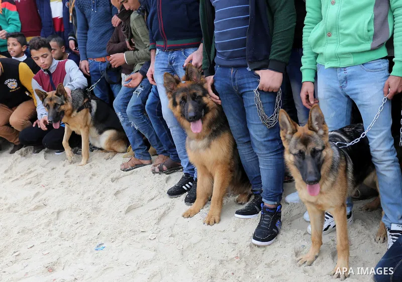 Palestinians take part during dogs show organised by local breeders in Rafah in the southern Gaza Strip February 9, 2018. Photo by Ashraf Amra