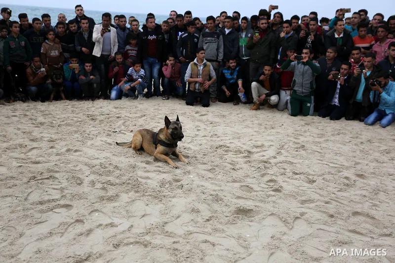 Palestinians take part during dogs show organised by local breeders in Rafah in the southern Gaza Strip February 9, 2018. Photo by Ashraf Amra
