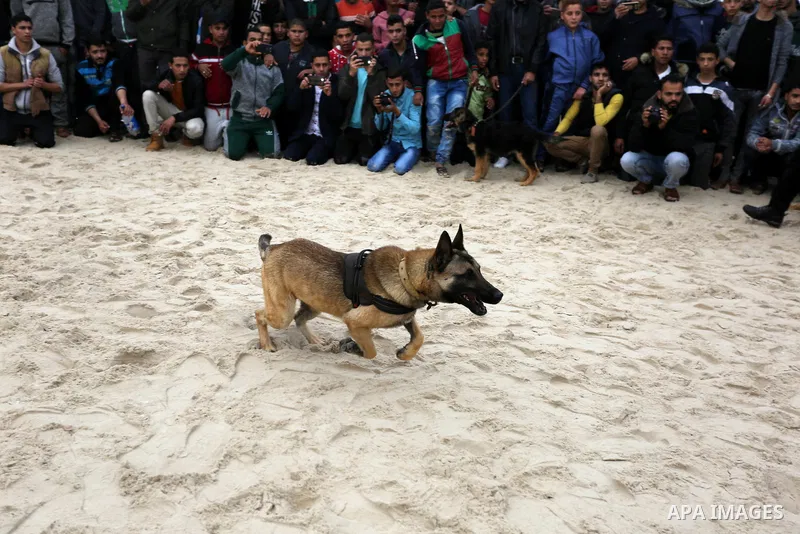 Palestinians take part during dogs show organised by local breeders in Rafah in the southern Gaza Strip February 9, 2018. Photo by Ashraf Amra
