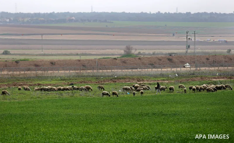 A Palestinian farmer leads his sheeps near the border with Israel, in Jabalia in the northern Gaza Strip on February 10, 2018.. Photo by Ashraf Amra