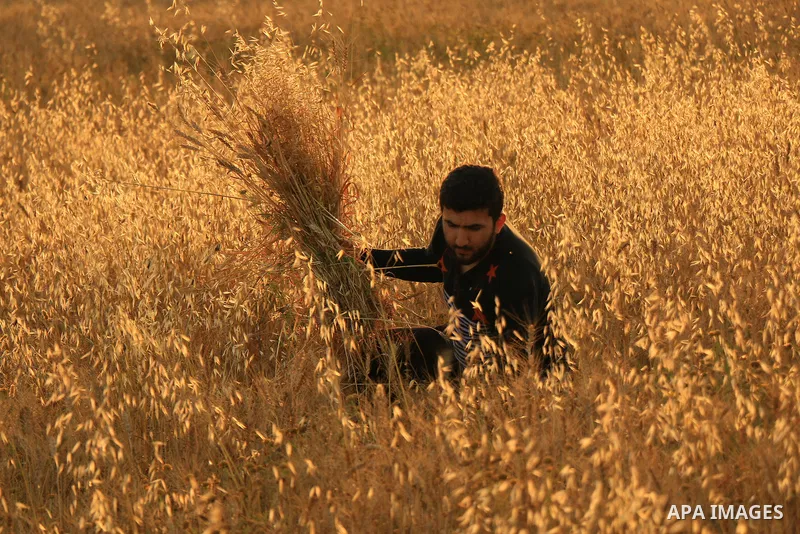 A man collects a wheat. Photo by Sanad Ltefa