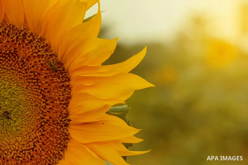 Close-Up of Fresh sunflower blooming. Photo by Sanad Ltefa