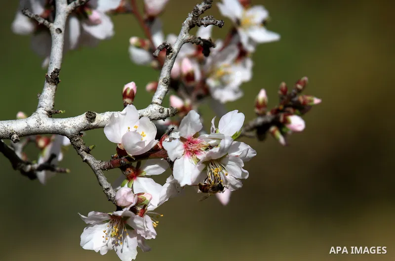 Almond flowers are seen bloom in the West Bank city of Nablus, on February 14, 2018. Photo by Shadi Jarar'ah