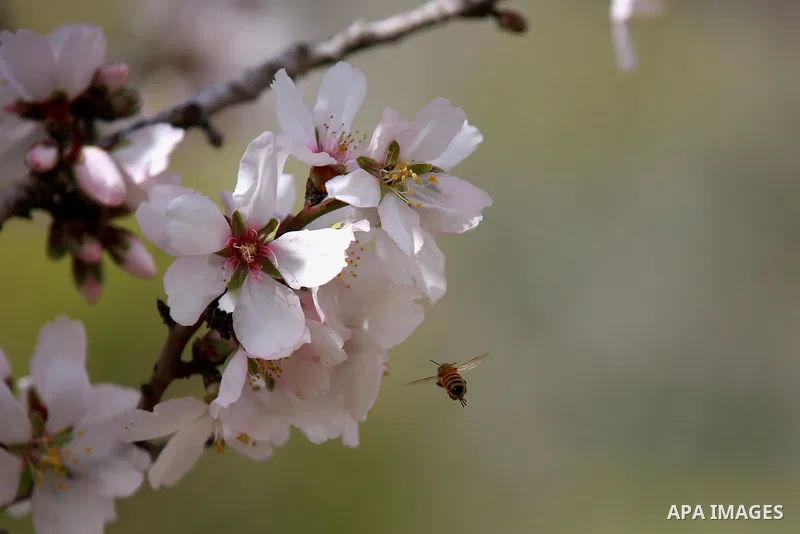 Almond flowers are seen bloom in the West Bank city of Nablus, on February 14, 2018. Photo by Shadi Jarar'ah
