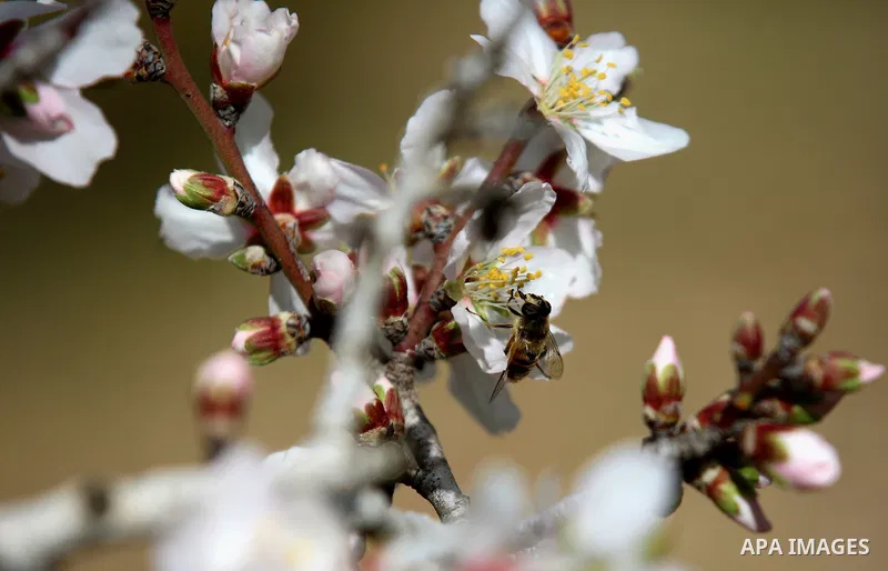 Almond flowers are seen bloom in the West Bank city of Nablus, on February 14, 2018. Photo by Shadi Jarar'ah