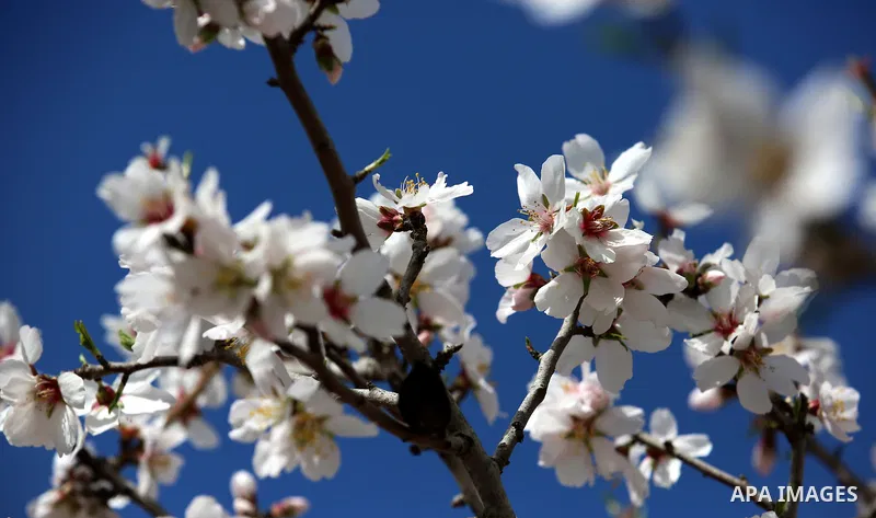 Almond flowers are seen bloom in the West Bank city of Nablus, on February 14, 2018. Photo by Shadi Jarar'ah