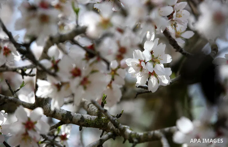 Almond flowers are seen bloom in the West Bank city of Nablus, on February 14, 2018. Photo by Shadi Jarar'ah