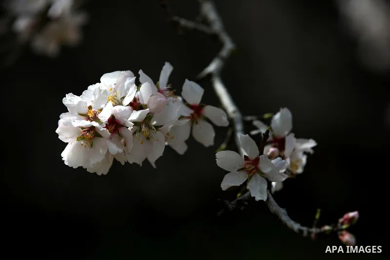 Almond flowers are seen bloom in the West Bank city of Nablus, on February 14, 2018. Photo by Shadi Jarar'ah