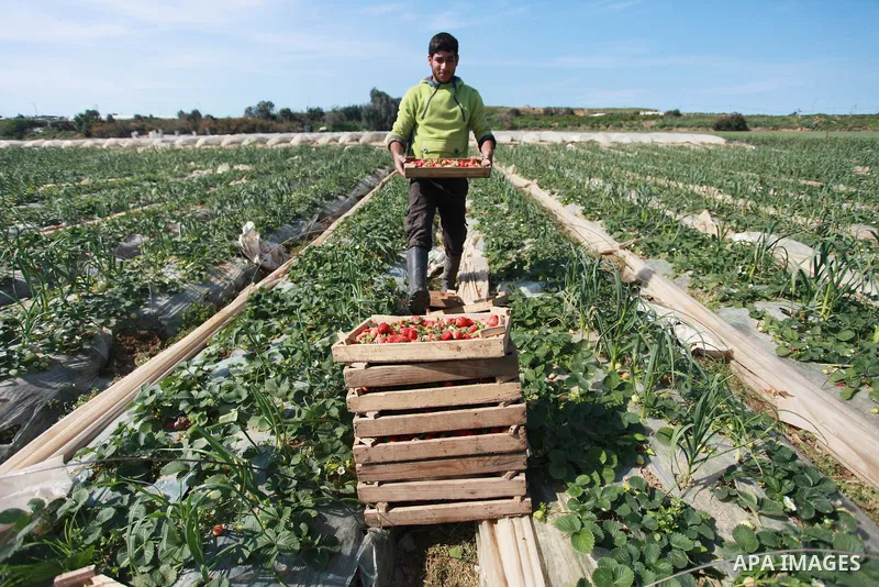 A Palestinian farmer harvests strawberries from a field in Beit Lahia, in the northern Gaza Strip, on February 14, 2018. Palestinians use Strawberries or a red gold as gifts in Valentine's Day, where people around the wo...