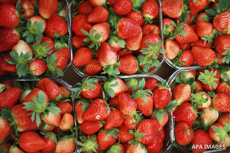 Strawberries are seen at a field in Beit Lahia, in the northern Gaza Strip, on February 14, 2018. Palestinians use Strawberries or a red gold as gifts in Valentine's Day, where people around the world celebrate on Februa...