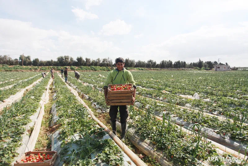 A Palestinian farmer harvests strawberries from a field in Beit Lahia, in the northern Gaza Strip, on February 14, 2018. Palestinians use Strawberries or a red gold as gifts in Valentine's Day, where people around the wo...