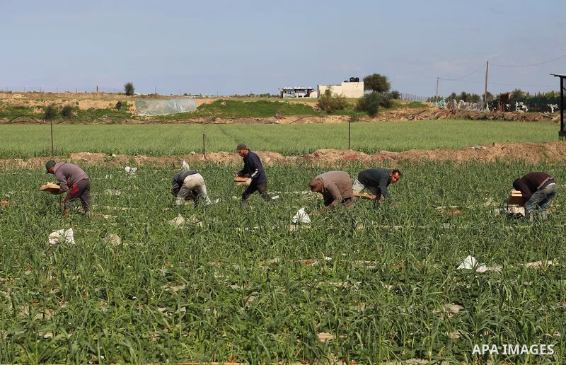 Palestinian farmers harvest strawberries from a field in Beit Lahia, in the northern Gaza Strip, on February 14, 2018. Palestinians use Strawberries or a red gold as gifts in Valentine's Day, where people around the worl...