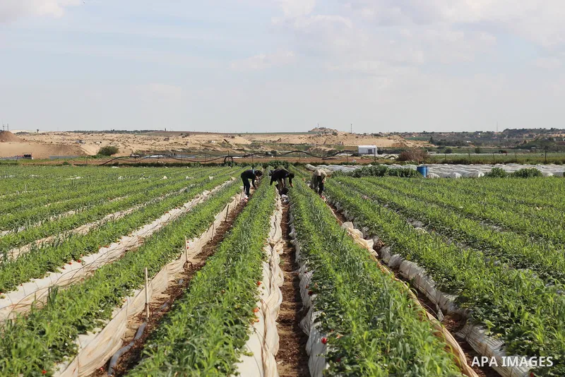 Palestinian farmers harvest strawberries from a field in Beit Lahia, in the northern Gaza Strip, on February 14, 2018. Palestinians use Strawberries or a red gold as gifts in Valentine's Day, where people around the worl...