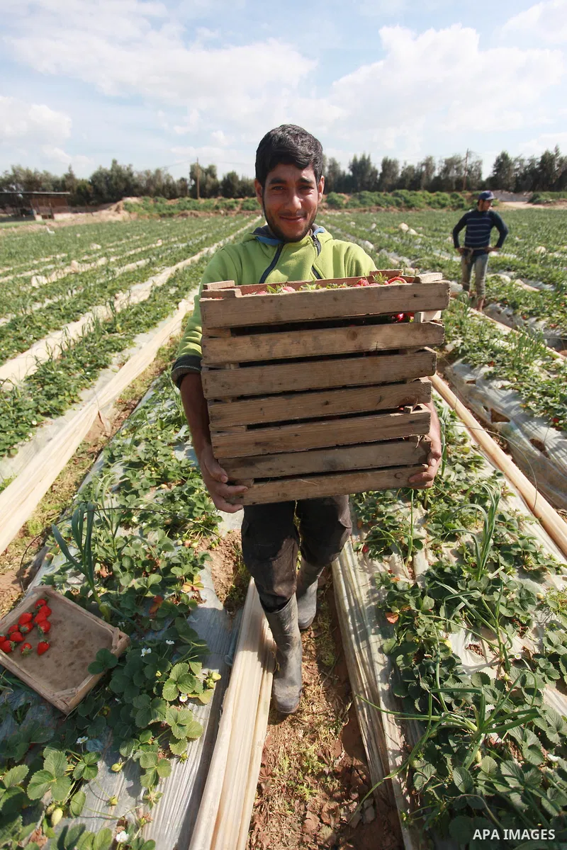 A Palestinian farmer harvests strawberries from a field in Beit Lahia, in the northern Gaza Strip, on February 14, 2018. Palestinians use Strawberries or a red gold as gifts in Valentine's Day, where people around the wo...