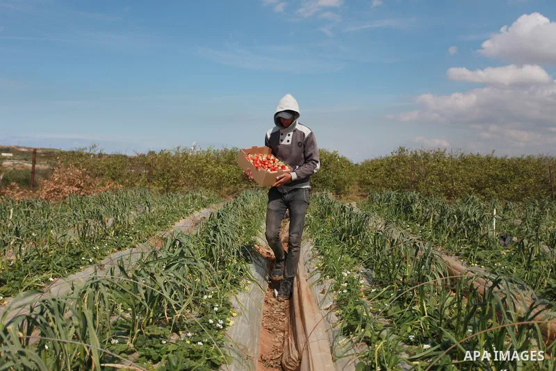 A Palestinian farmer harvests strawberries from a field in Beit Lahia, in the northern Gaza Strip, on February 14, 2018. Palestinians use Strawberries or a red gold as gifts in Valentine's Day, where people around the wo...