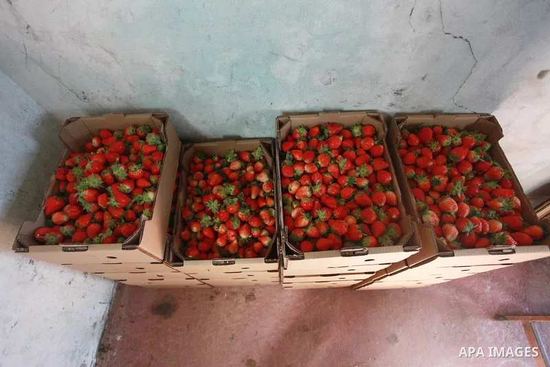 Strawberries are seen at a field in Beit Lahia, in the northern Gaza Strip, on February 14, 2018. Palestinians use Strawberries or a red gold as gifts in Valentine's Day, where people around the world celebrate on Februa...