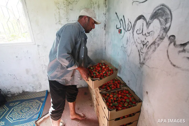 A Palestinian farmer sorts freshly harvested strawberries for export on a farm in Beit Lahiya, in the northern Gaza Strip on February 14, 2018. Palestinians use Strawberries or a red gold as gifts in Valentine's Day, whe...