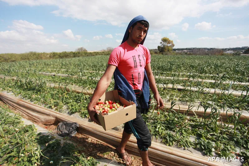 A Palestinian farmer harvests strawberries from a field in Beit Lahia, in the northern Gaza Strip, on February 14, 2018. Palestinians use Strawberries or a red gold as gifts in Valentine's Day, where people around the wo...