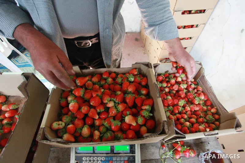 A Palestinian farmer sorts freshly harvested strawberries for export on a farm in Beit Lahiya, in the northern Gaza Strip on February 14, 2018. Palestinians use Strawberries or a red gold as gifts in Valentine's Day, whe...