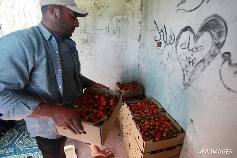 A Palestinian farmer sorts freshly harvested strawberries for export on a farm in Beit Lahiya, in the northern Gaza Strip on February 14, 2018. Palestinians use Strawberries or a red gold as gifts in Valentine's Day, whe...