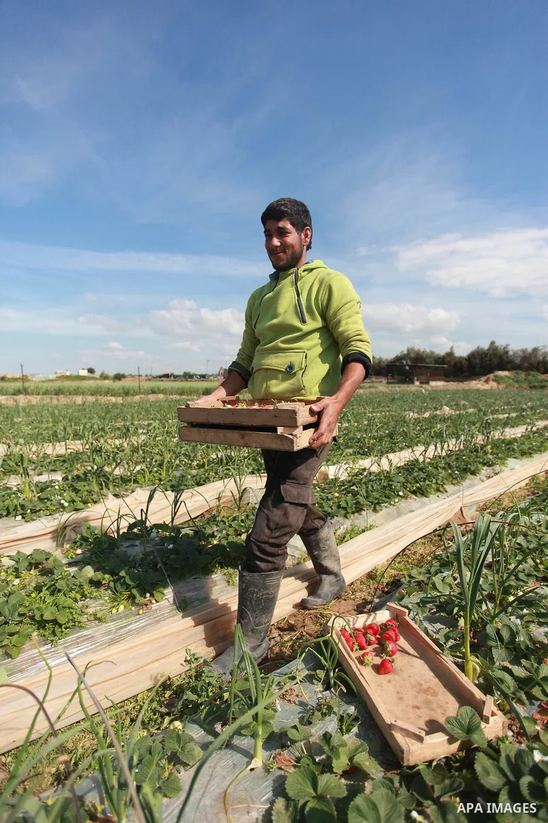 A Palestinian farmer harvests strawberries from a field in Beit Lahia, in the northern Gaza Strip, on February 14, 2018. Palestinians use Strawberries or a red gold as gifts in Valentine's Day, where people around the wo...