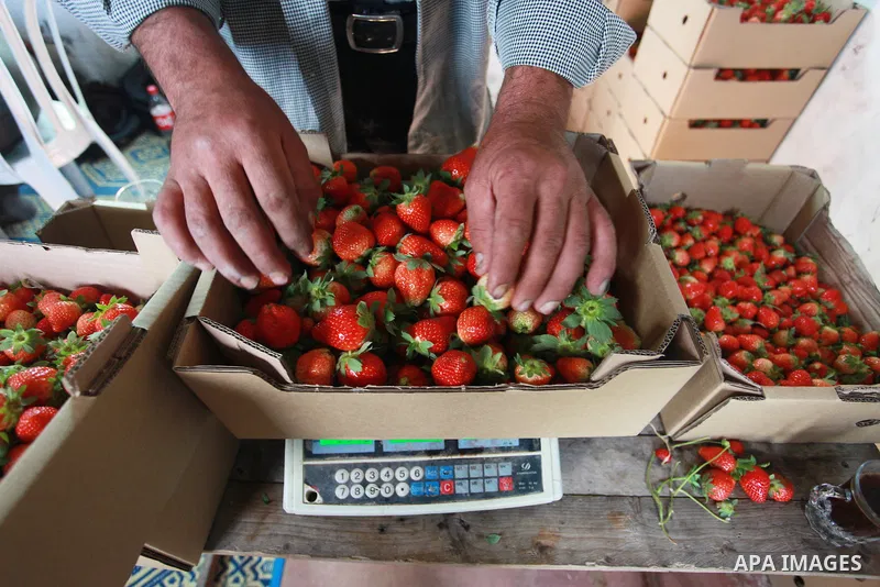 A Palestinian farmer sorts freshly harvested strawberries for export on a farm in Beit Lahiya, in the northern Gaza Strip on February 14, 2018. Palestinians use Strawberries or a red gold as gifts in Valentine's Day, whe...