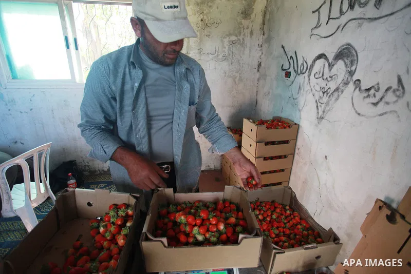 A Palestinian farmer sorts freshly harvested strawberries for export on a farm in Beit Lahiya, in the northern Gaza Strip on February 14, 2018. Palestinians use Strawberries or a red gold as gifts in Valentine's Day, whe...