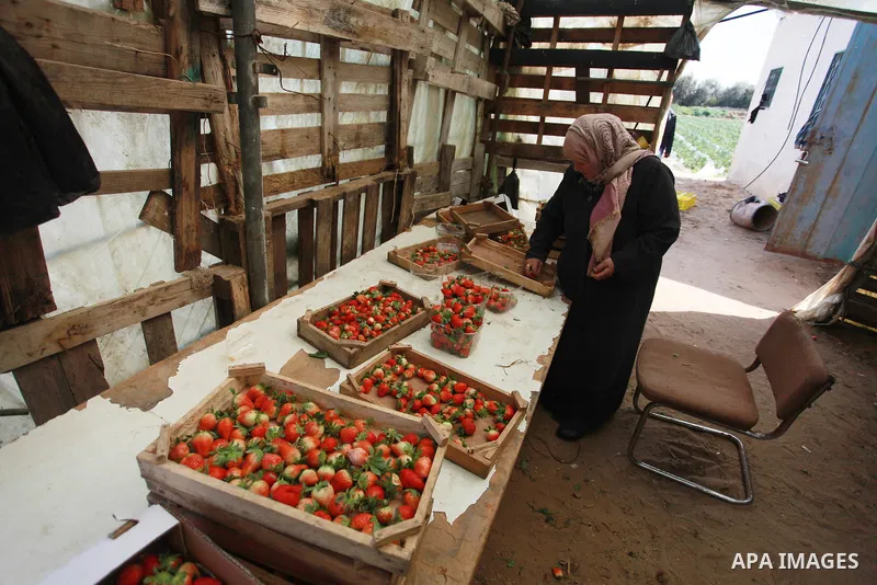 A Palestinian farmer sorts freshly harvested strawberries for export on a farm in Beit Lahiya, in the northern Gaza Strip on February 14, 2018. Palestinians use Strawberries or a red gold as gifts in Valentine's Day, whe...