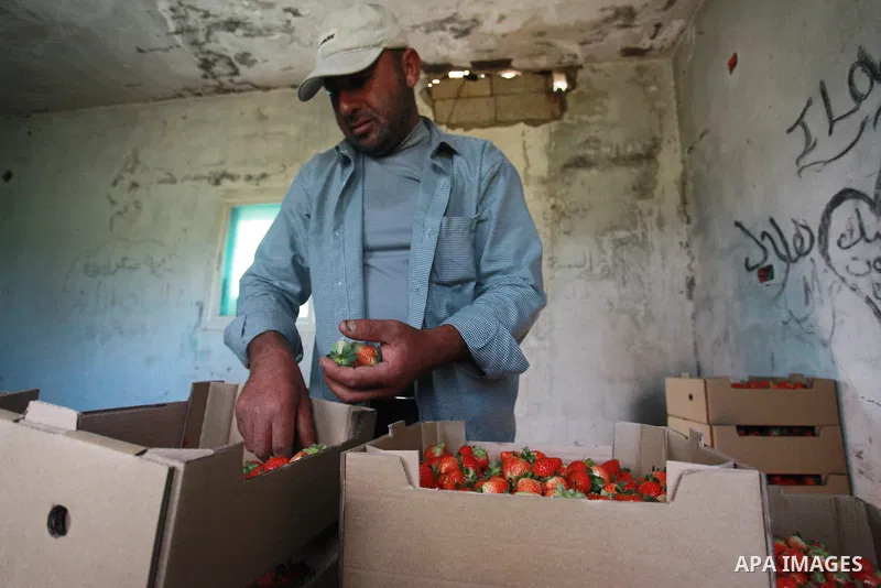 A Palestinian farmer sorts freshly harvested strawberries for export on a farm in Beit Lahiya, in the northern Gaza Strip on February 14, 2018. Palestinians use Strawberries or a red gold as gifts in Valentine's Day, whe...