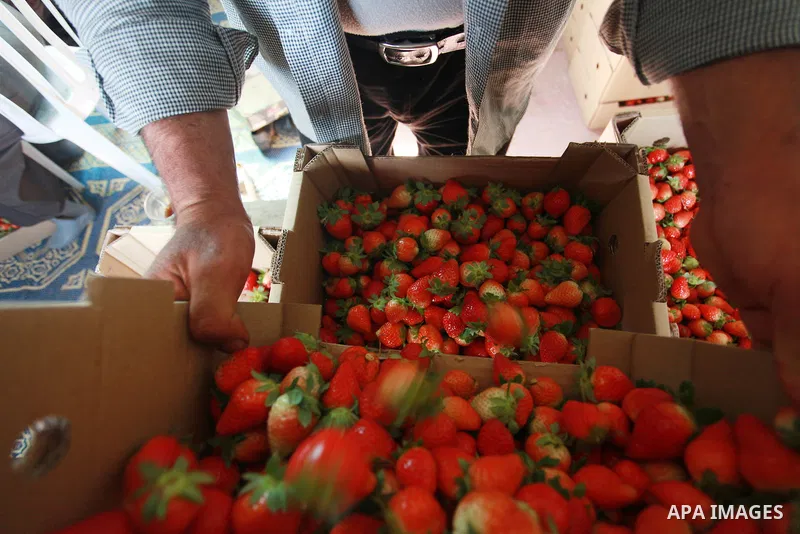 A Palestinian farmer sorts freshly harvested strawberries for export on a farm in Beit Lahiya, in the northern Gaza Strip on February 14, 2018. Palestinians use Strawberries or a red gold as gifts in Valentine's Day, whe...