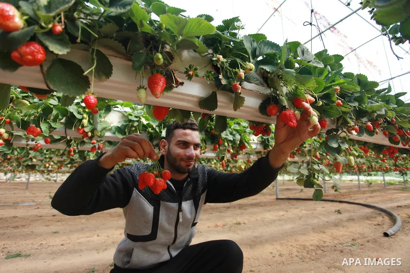A Palestinian farmer inspects hanging Strawberry plants at green house in Beit Lahia in the northern Gaza Strip on February 14, 2018. Palestinians use Strawberries or a red gold as gifts in Valentine's Day, where people...