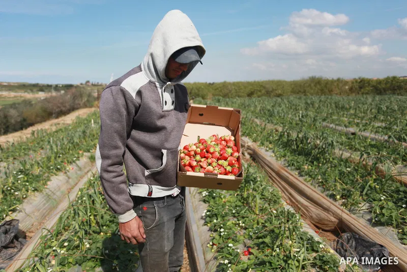 A Palestinian farmer harvests strawberries from a field in Beit Lahia, in the northern Gaza Strip, on February 14, 2018. Palestinians use Strawberries or a red gold as gifts in Valentine's Day, where people around the wo...