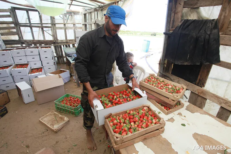 A Palestinian farmer sorts freshly harvested strawberries for export on a farm in Beit Lahiya, in the northern Gaza Strip on February 14, 2018. Palestinians use Strawberries or a red gold as gifts in Valentine's Day, whe...