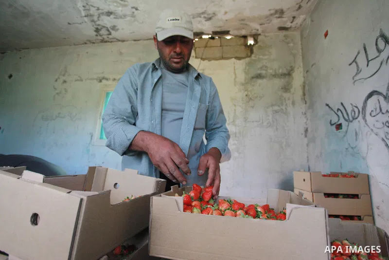 A Palestinian farmer sorts freshly harvested strawberries for export on a farm in Beit Lahiya, in the northern Gaza Strip on February 14, 2018. Palestinians use Strawberries or a red gold as gifts in Valentine's Day, whe...