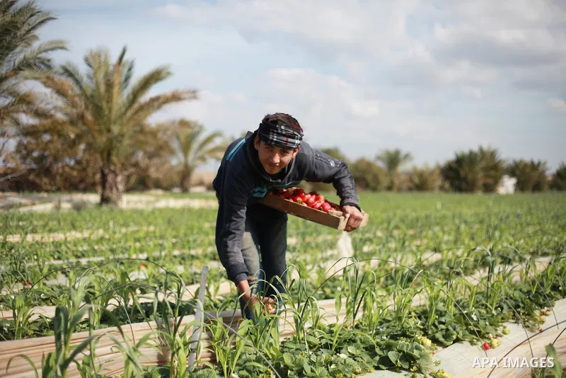 A Palestinian farmer harvests strawberries from a field in Beit Lahia, in the northern Gaza Strip, on February 14, 2018. Palestinians use Strawberries or a red gold as gifts in Valentine's Day, where people around the wo...