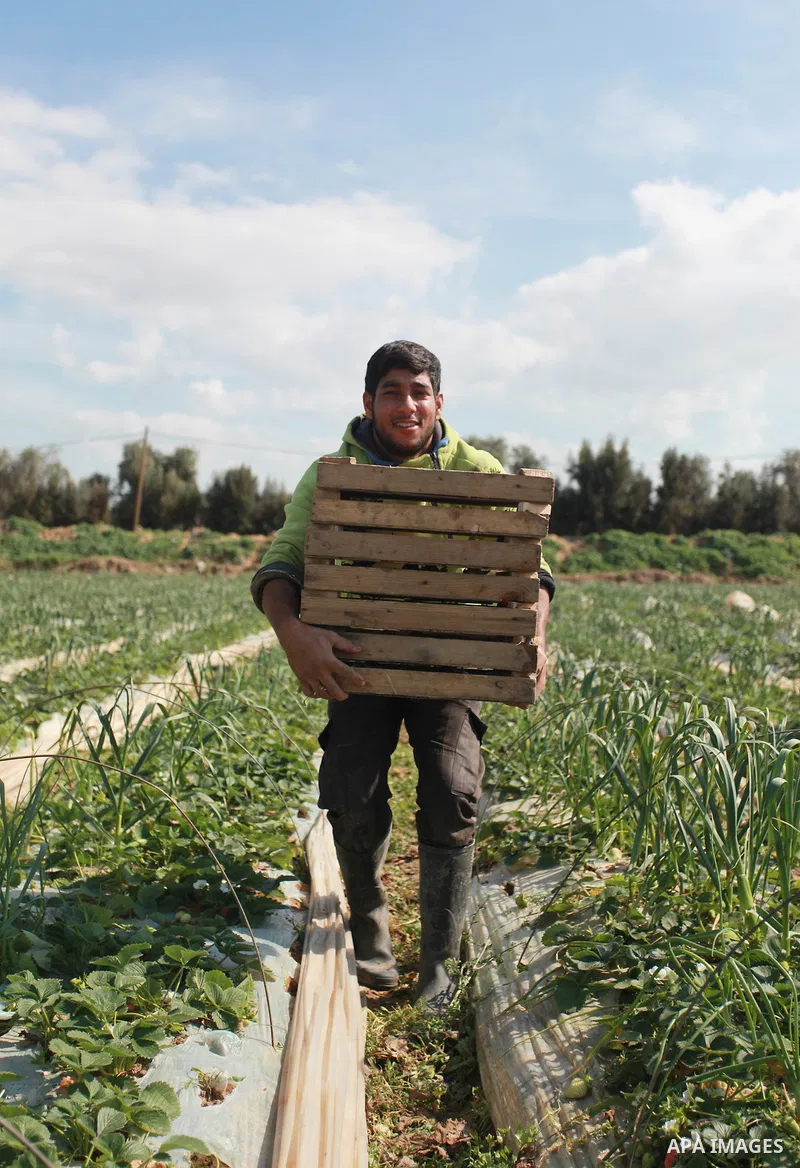 A Palestinian farmer harvests strawberries from a field in Beit Lahia, in the northern Gaza Strip, on February 14, 2018. Palestinians use Strawberries or a red gold as gifts in Valentine's Day, where people around the wo...
