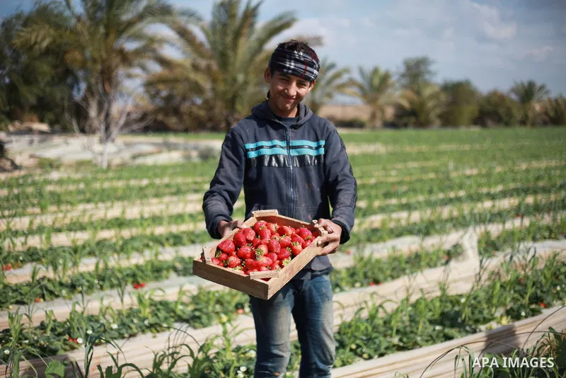 A Palestinian farmer harvests strawberries from a field in Beit Lahia, in the northern Gaza Strip, on February 14, 2018. Palestinians use Strawberries or a red gold as gifts in Valentine's Day, where people around the wo...