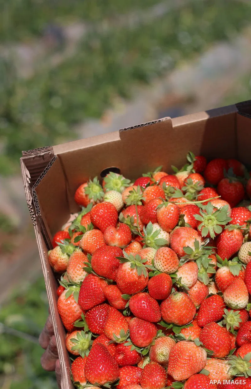 Strawberries are seen at a field in Beit Lahia, in the northern Gaza Strip, on February 14, 2018. Palestinians use Strawberries or a red gold as gifts in Valentine's Day, where people around the world celebrate on Februa...