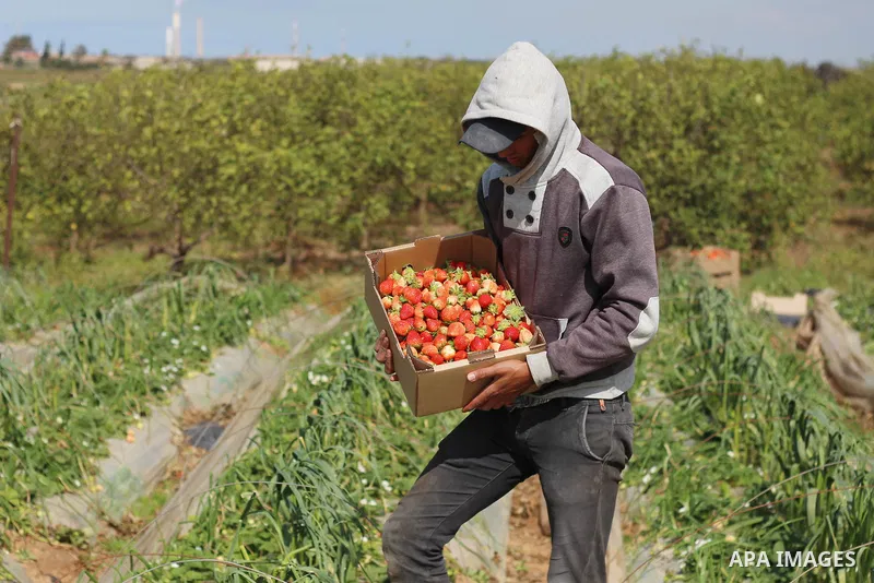 A Palestinian farmer harvests strawberries from a field in Beit Lahia, in the northern Gaza Strip, on February 14, 2018. Palestinians use Strawberries or a red gold as gifts in Valentine's Day, where people around the wo...