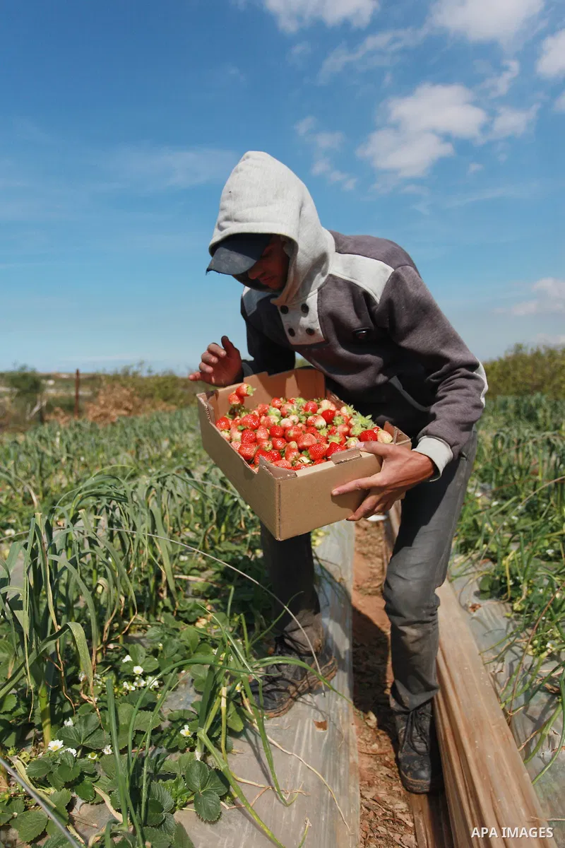 A Palestinian farmer harvests strawberries from a field in Beit Lahia, in the northern Gaza Strip, on February 14, 2018. Palestinians use Strawberries or a red gold as gifts in Valentine's Day, where people around the wo...
