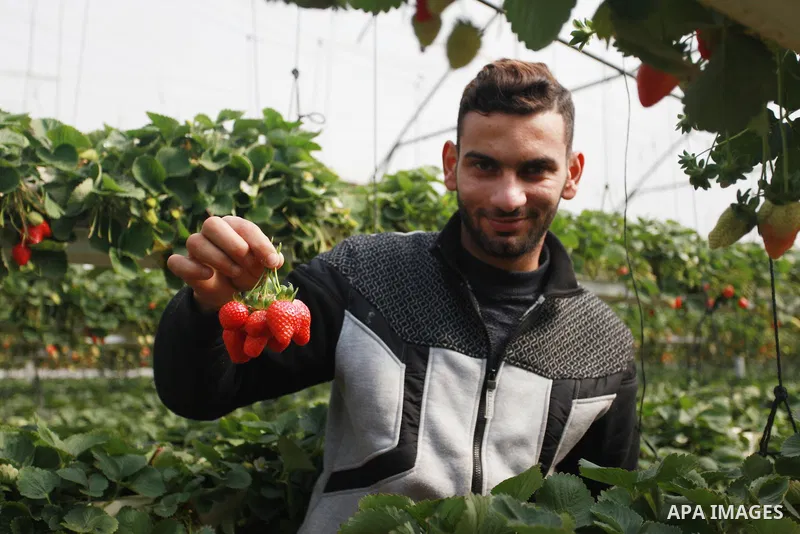 A Palestinian farmer inspects hanging Strawberry plants at green house in Beit Lahia in the northern Gaza Strip on February 14, 2018. Palestinians use Strawberries or a red gold as gifts in Valentine's Day, where people...