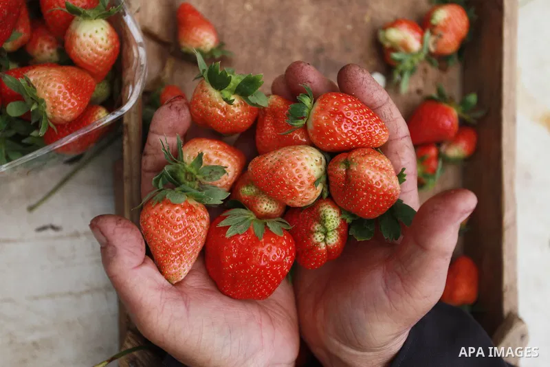 A Palestinian farmer shows freshly-picked strawberries at a farm in Beit Lahya in the northern Gaza Strip on February 14, 2018. Palestinians use Strawberries or a red gold as gifts in Valentine's Day, where people around...